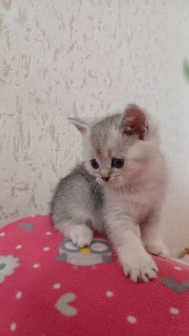 pişik sahiblendirme: Şinşilla, Erkək, Dişi, Yaxşı əllərə, Pulsuz çatdırılma — 4