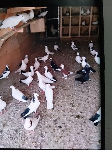 ağ quyruq ağlıca: Məhsul: Ev göyərçinləri (müxtəlif rəng və naxışlarda) Təsvir: - — 1
