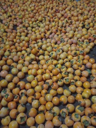 Digər qida məhsulları: Xurma (şahdərəyə) – toplu satış - Şəkillərdə gördüyünüz kimi bol — 3