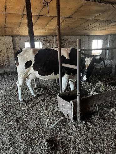 mal qoyun: Süni cinsli, qara-ağ alacalı inək satılır. Ferma şəraitində — 5