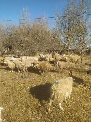 Mal-qara: Qoyun sürüsü - Şəkillərdə müxtəlif rəng və tiplərdə