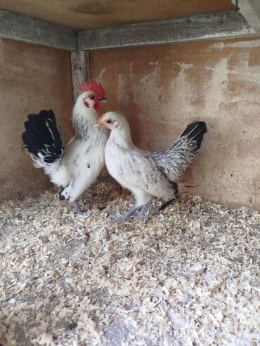 мейн кун купить в баку: Bir cüt Serbirst Yaponka satılır sağlam heyvanıardı cütü 30 manat — 2