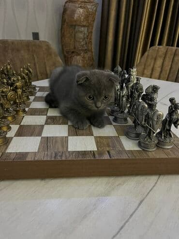 Şotland yastı qulaq