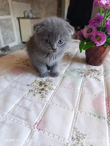 ana bala inək: British tipli balaca pişik balaları - Növlər: Şotland qıvrıqqulaq — 5