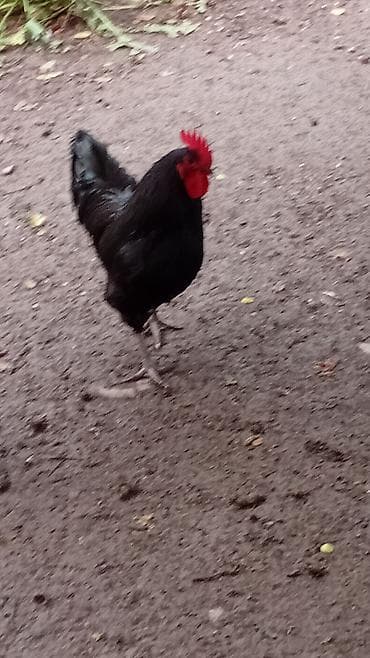 Toyuq, Australorp, Damazlıq, Ünvandan götürmə lalafo.az -da Toyuq, Australorp, Damazlıq, Ünvandan götürmə