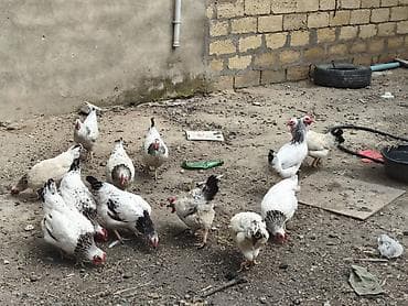 kend toyuqları: Toyuq, Yumurtalıq, Ünvandan götürmə — 2