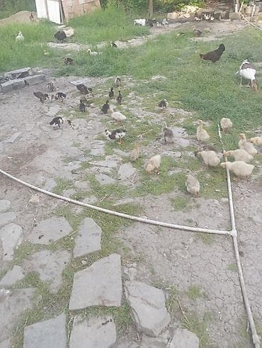 ev itləri ucuz: Qaz balaları 2ayliq ördək balaları 2ayliq.Səkildə gördükləriniz — 6
