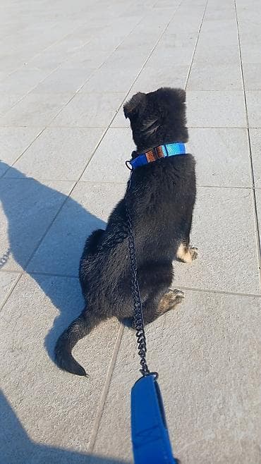 Аквариумы: 2ay 7 gunluk disi baladir.Temiz qandir. Nemes afçarkasidir.Bit dermani — 3