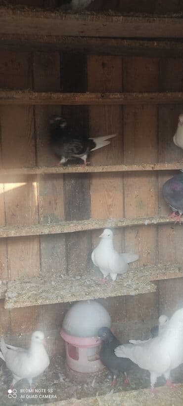 it yuvasi satilir: Quşxana Satlır — 8