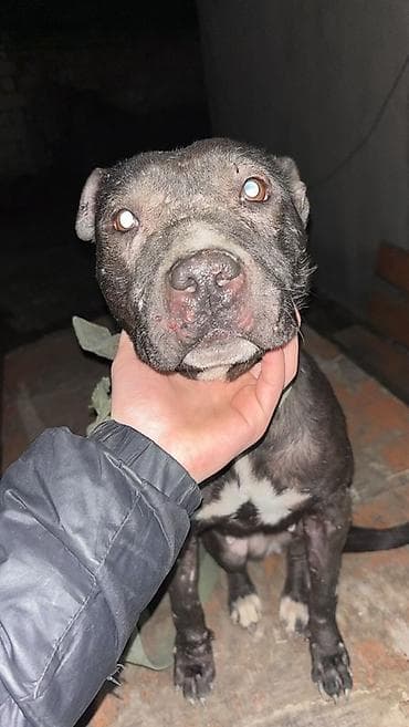 hinduwka satiwi: Pitbul, Erkek — 8