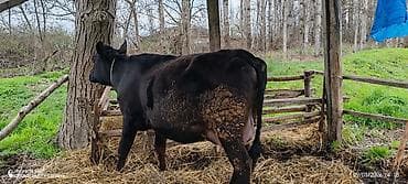 anqus dana: Dişi, Holsteyn, il: 2, 850 kq, Südlük, Ödənişli çatdırılma — 3