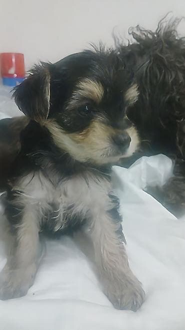 dalmatin iti: Miniatür balaca it balaları - Cins: Kiçik ölçülü dekorativ tip — 2