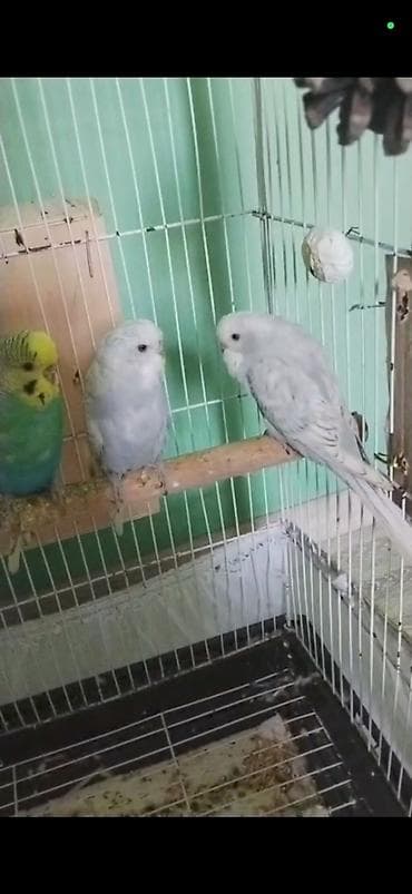 Птицы: 2 dene mutasyon cex diwi. 5 ayliq damazliqdilar.biri 50manat iksi — 1