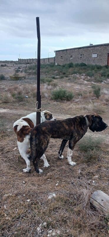 it davası 2020: Qurdbasar, 1 il, Dişi, Peyvəndli, Ödənişli çatdırılma — 3