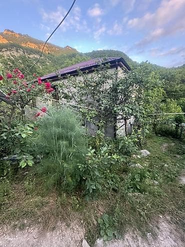 ev gulleri ve adları: Dırmaşan qızılgül kolları – dekorativ sarmaşıq gül - Növ — 5