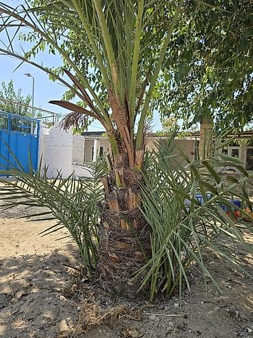 Xurma palması (Phoenix dactylifera) - Bağ və həyət üçün dekorativ