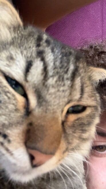 heyvanlara verilen adlar: Tabbi, Erkək — 5