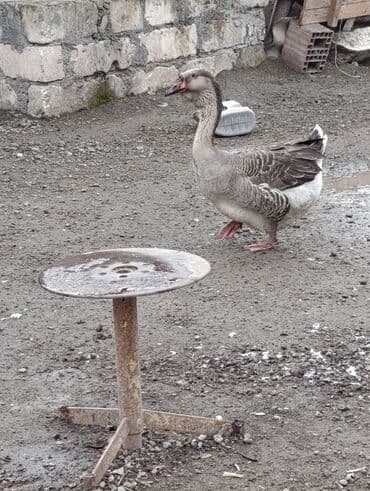 Atlar: Dişi, | Xolmogor, Damazlıq, Ödənişli çatdırılma — 1