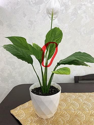 8 mart gullar: Sülh Zanbağı. İlk çiçəyidir. Arxa hissəsindən yenisi də açılacaq😊 — 3