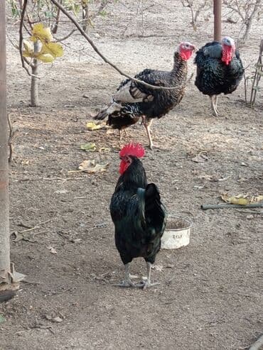 Məhsul: Astroloq xoruzlar Təsvir: - Təmiz cins astroloq xoruzlar. - — 5