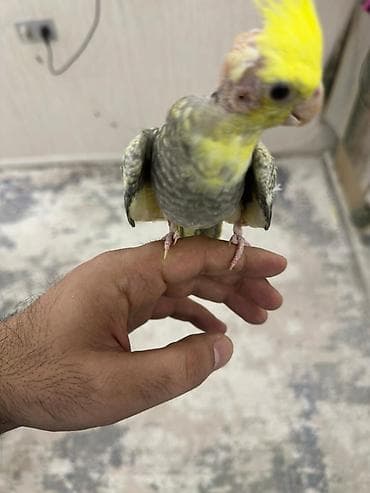 korella satışı: 2 aylıq çox şirin və sağlam Korella papuqay balası satılır. 🐦 Yeni — 2