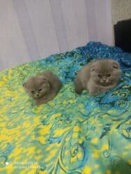 pişik cutleşdirme: Şotland, Dişi, Yaxşı əllərə, Ünvandan götürmə — 7