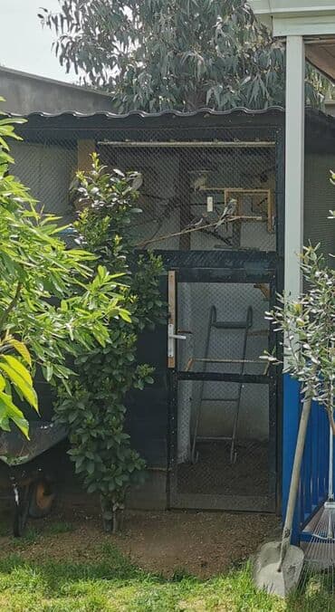 donuz əti satışı: 9 ədəd korella bir ailədən çoxalıb. Hazırda 4 cüt dur yumurtlayır — 6