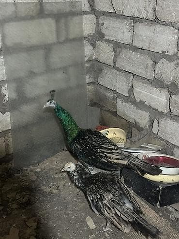 dekorativ quslar: Məhsul: Tovuz quşları qaraqanad ve hindistan Təsvir: Quşlar 8-11 — 3