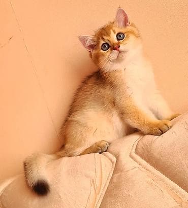 pişim: Britan — 2