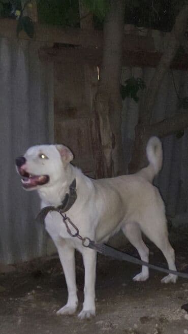 itler bala: 2.5 yaş 1 dəfə doğub 8 bala böyüdüb, sağlam heyvandır — 1