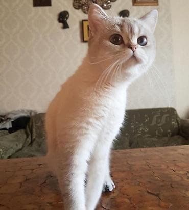 Şinşilla, Dişi lalafo.az -da Şinşilla, Dişi