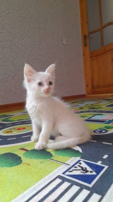 pişik latoku: Türk anqora, Erkək — 3