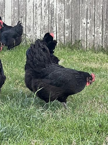 damaz: Toyuq, Australorp, Damazlıq — 10
