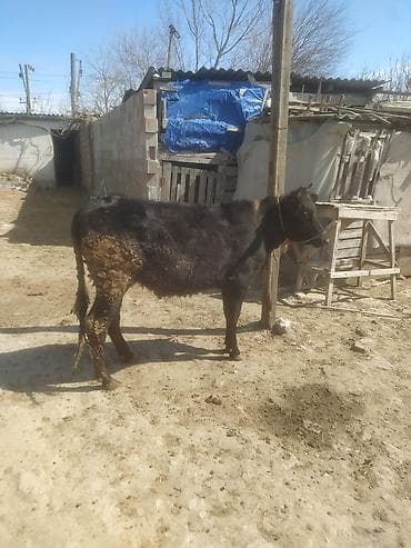 dana buzov: Dana, buzov — 4