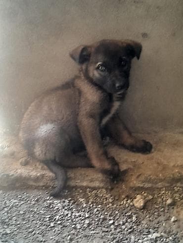 it alan: Alman çoban iti, 2 ay, Erkek — 3