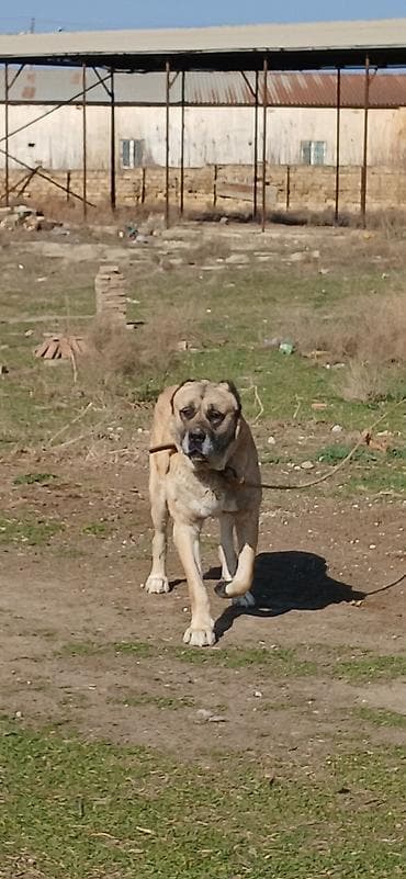 Balıqlar: Kanqal, 4 il, Erkek — 3