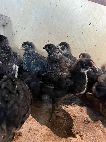 cucə balası: Toyuq cücələri, Damazlıq, Ünvandan götürmə — 2