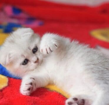 американский вислоухий кот: Шотландская, Самец, Самка, В добрые руки, Самовывоз, Бесплатная доставка, Платная доставка — 3