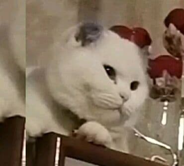 Heyvanlar üçün mallar: Şotland yastı qulaq — 1