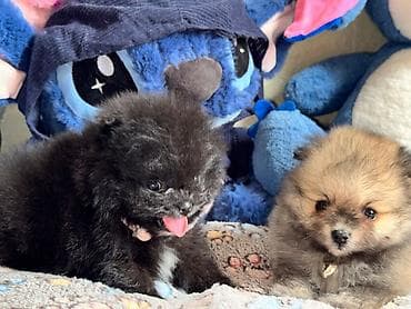 zvanoq itleri: Pomeran bo (Spitz) balaları – çox tüklü, xırda ölçülü, oyuncaq tipli — 6