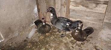 ördəyi: 3 baş Macar ordekleri.2disi 1erkek.Hal hazirda cütləşir.yumutaya — 3