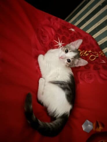 купить кота в баку: Самка, В добрые руки — 7