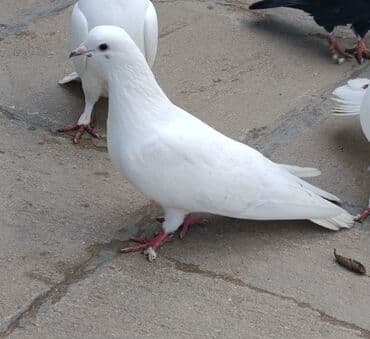 qirmizi bas goyercin: İkisi 12 quyruq. Qalanlari 16-17-18 quyruqlardi Əksəriyyəti tutulmadı — 4