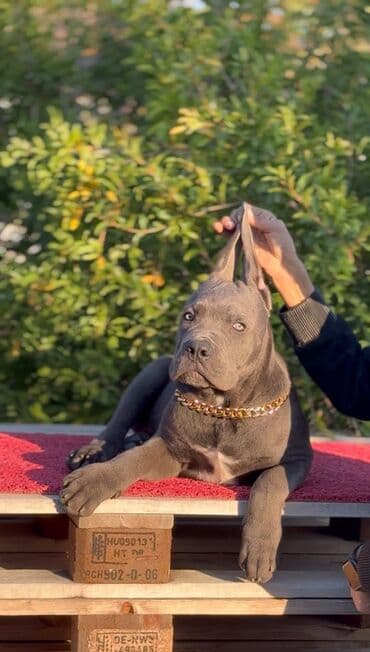 хомяк цены: Кане-корсо, 3 месяца, Самец, С родословной — 2