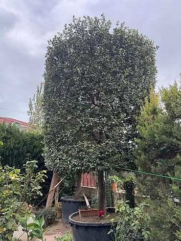 Evergreen dekorativ ağac – formalı tacla - Bitki tipi: Həmişəyaşıl