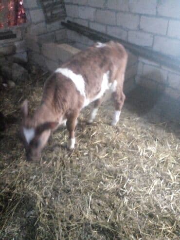 labrador retriever qiymeti: Inəklər, öküzlər — 3