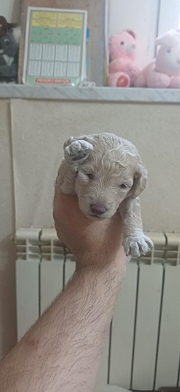 maltipu it: Pudel, 1 ay, Erkek, Ödənişli çatdırılma — 4