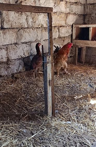 akula sekilleri: Toyuq, Brama, Yumurtalıq — 4