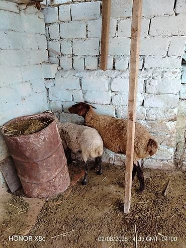 heyvan bazari keci: Cütü 630 qoyunlar satılır istəyən olsa yazsın videosunu atım baxın — 5