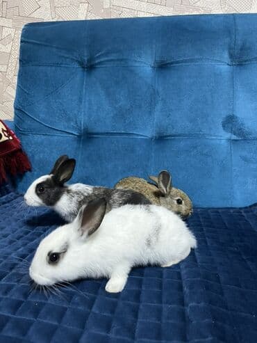 Balaca dovşan balaları - Rənglər: ağ (qara qulaq ucları və ləkələr)